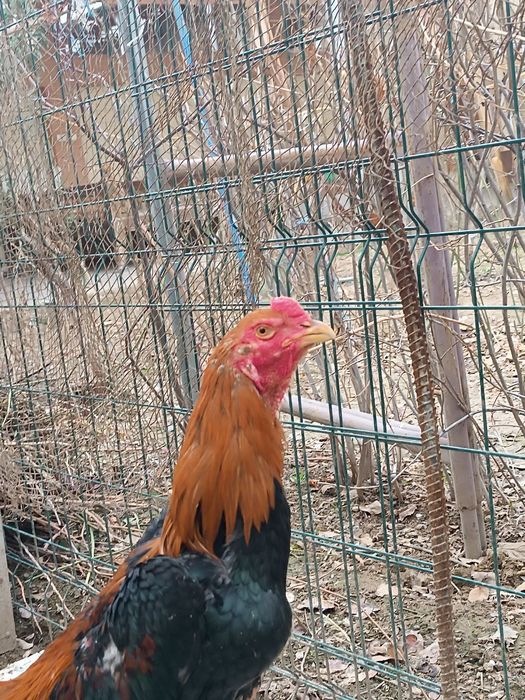 Dakan xorozlar sotiladi