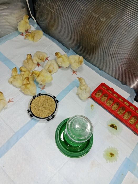 Брудер для циплят.