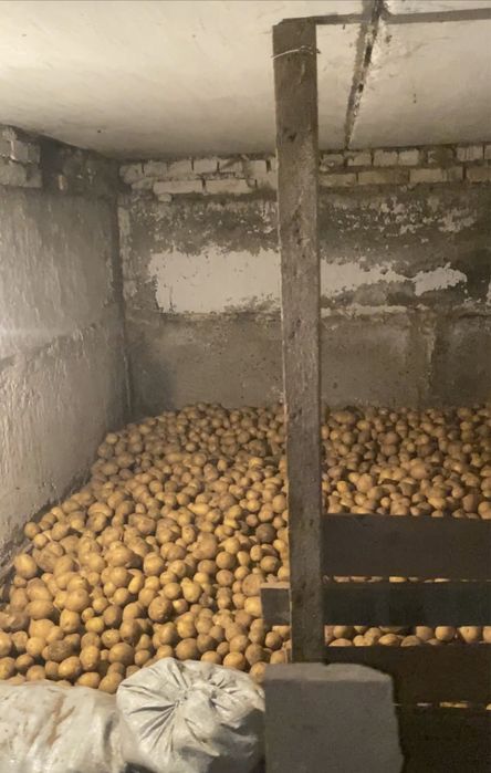 Домашная картофель