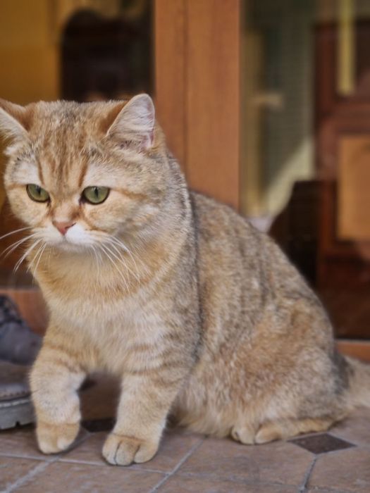 Золотая шиншила 1 годик 3 месяц