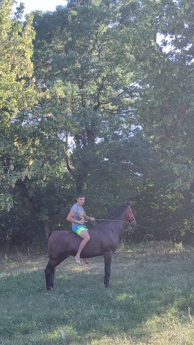 De vanzare cal de lucru pt casa