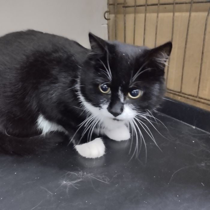 Отдам в добрые руки