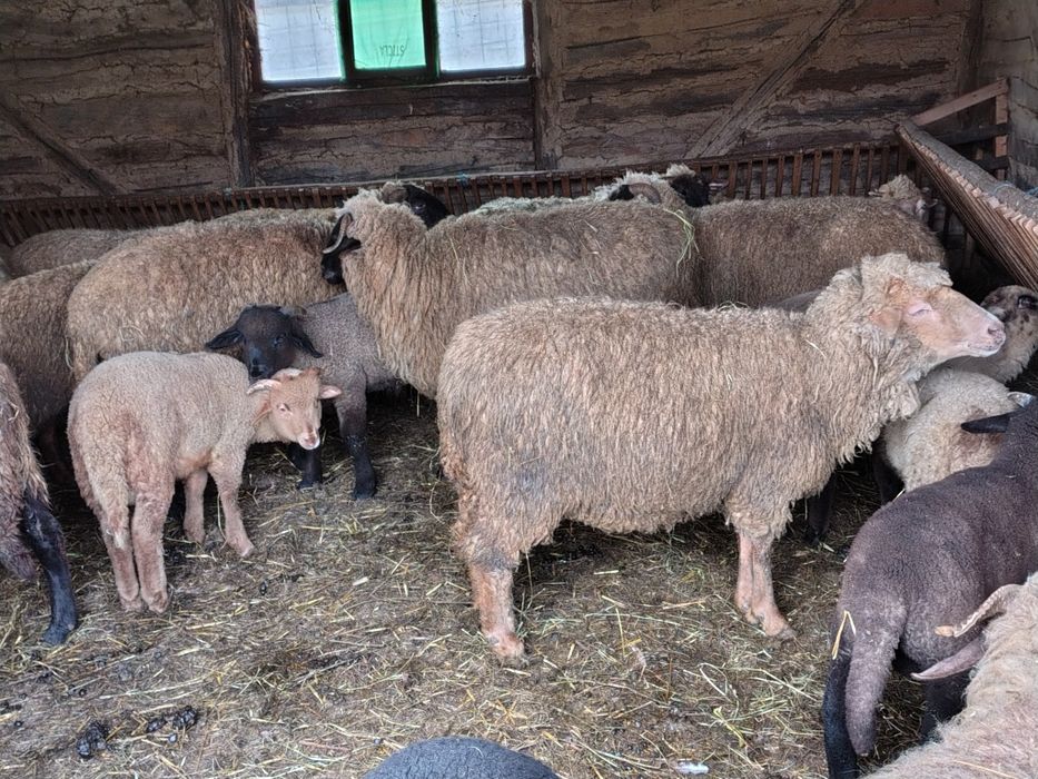 Vând 20 de oi cu miei