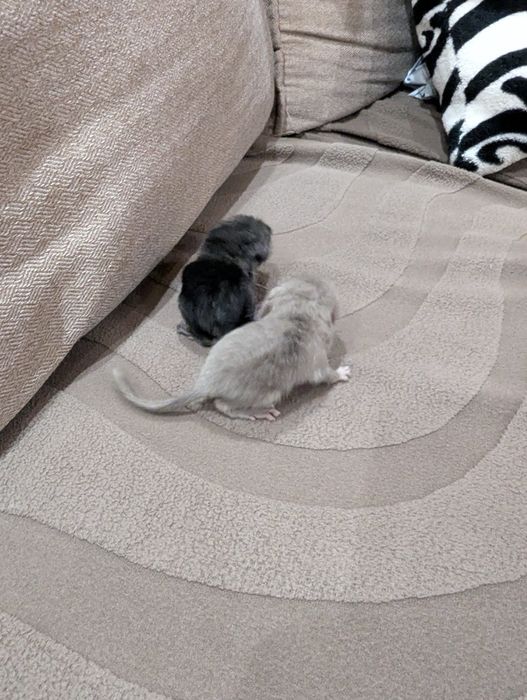 Бронирование . Шиншиллы