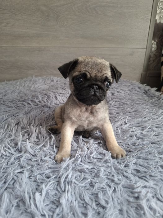 Продаю  щенков  мопсят