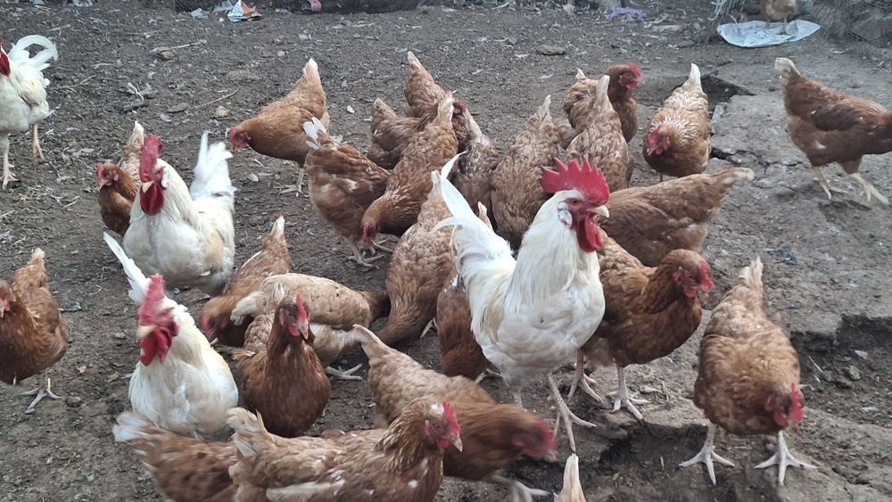 Икубатир жумыртқа