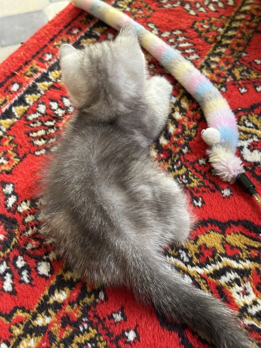 Очаровательный котонек британской шиншиллы, brintanskiy shinshilla