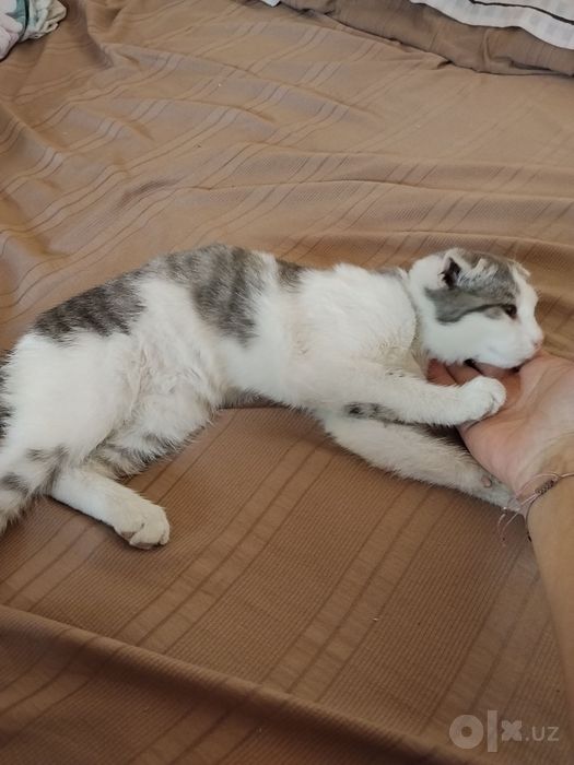 Продается веслаухий котенок