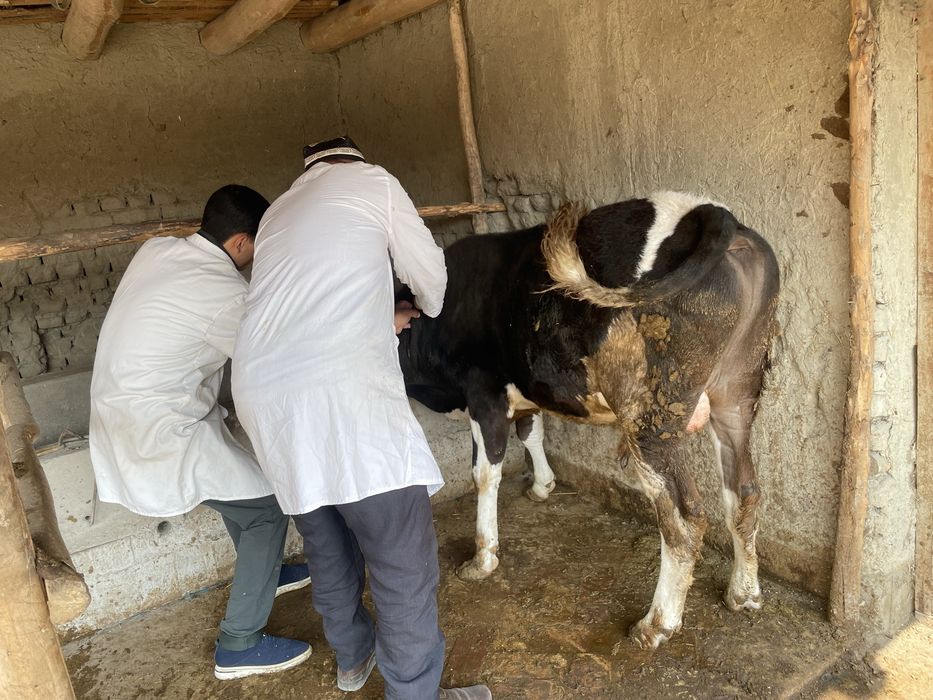 Veterinariya hizmat 24/7