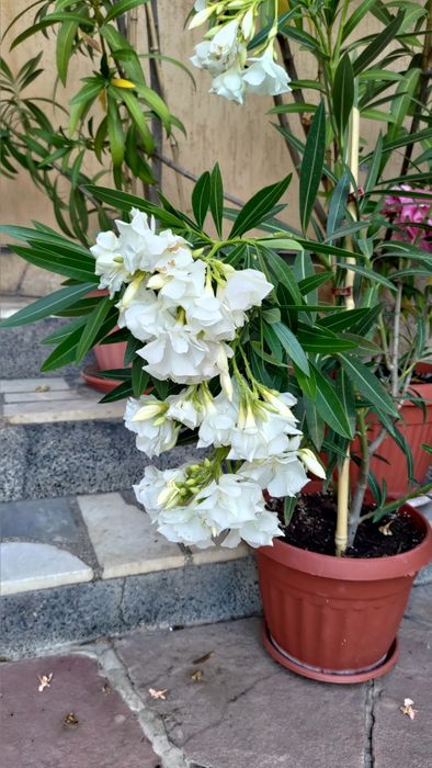 Олеандър/Зокум/Лян/Nerium Oleander