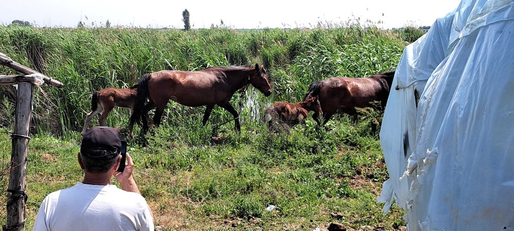 Биялар сотилади йирик ёгон биялар Тошкент вилояти Букада