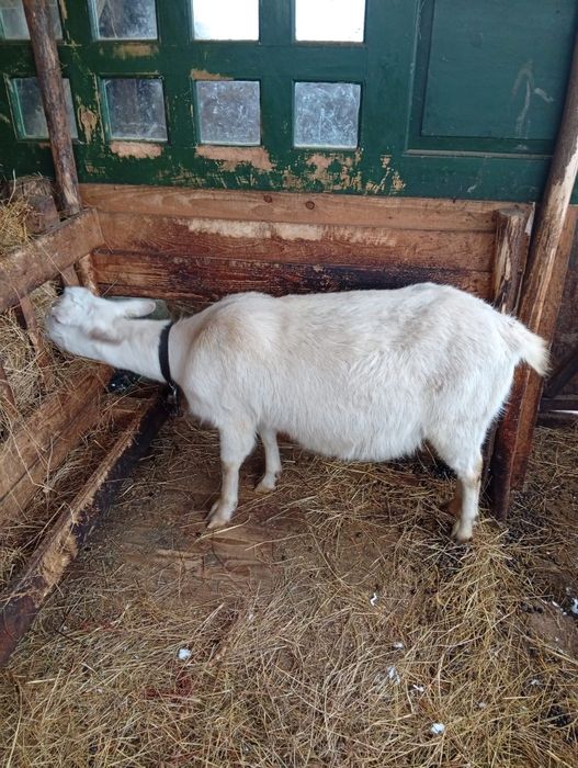 Vând lot de capre sannen