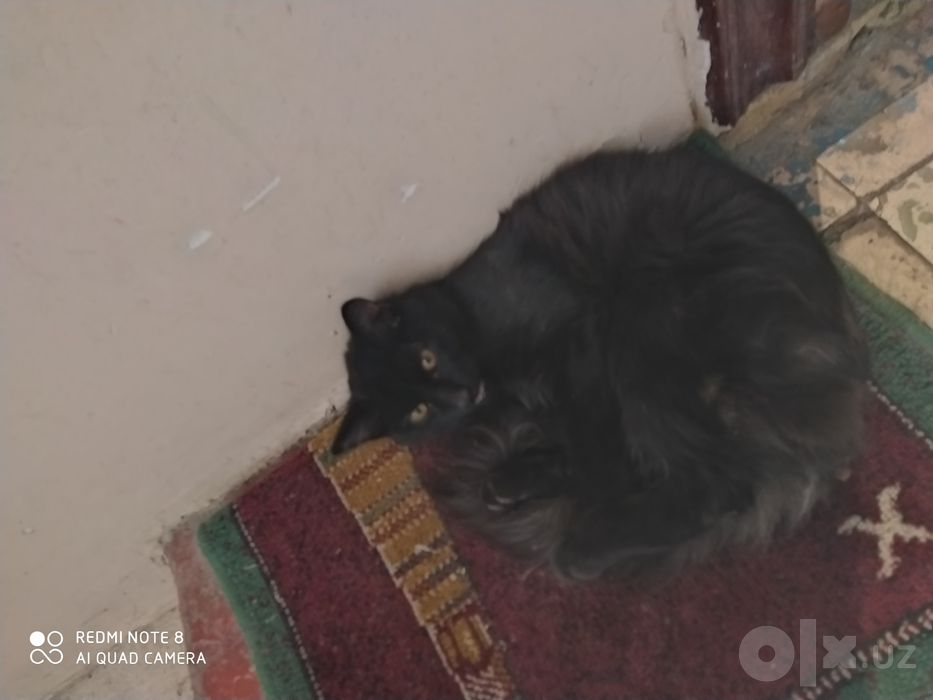 Котёнок домашний
