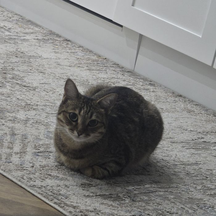 Пропала кошка в р. Кок-тобе 2