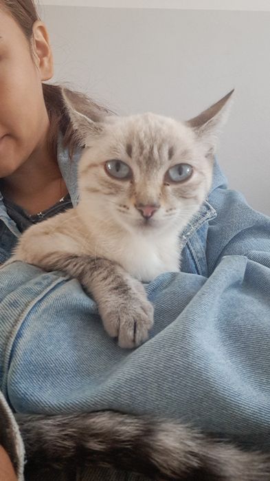 Очень милая кошечка