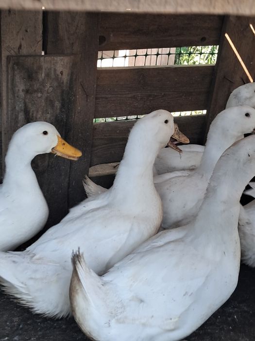 Продам утка бройллер