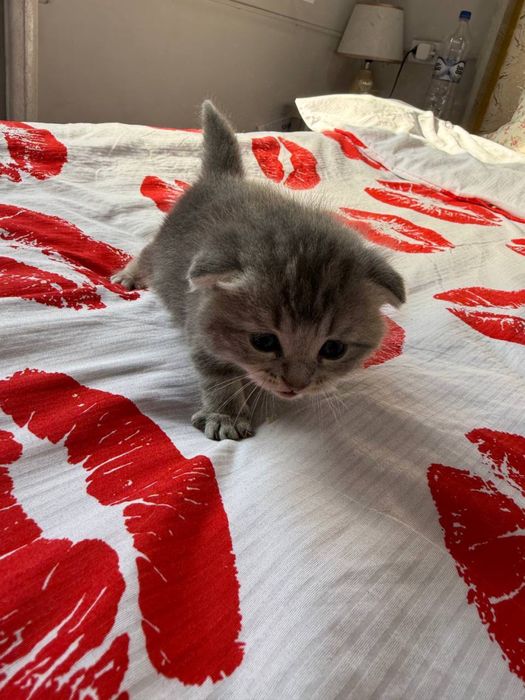 Продам котят шотланской породы