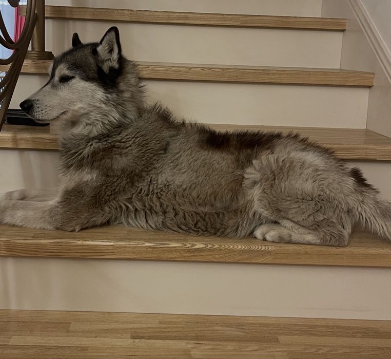 Потерялась собака хаски