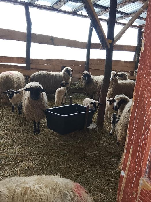 16 oi cu miei de vanzare