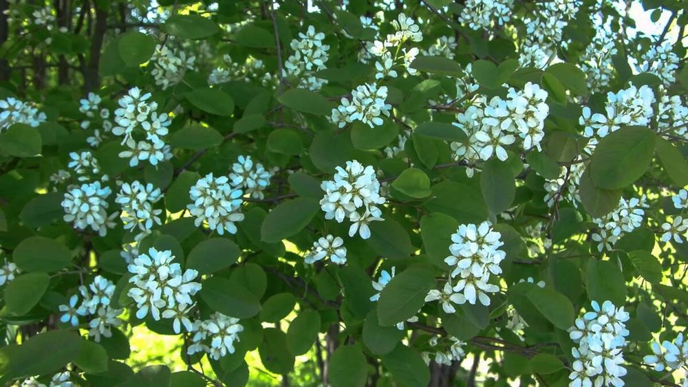 Ирга Канадская завезенная 20 лет назад