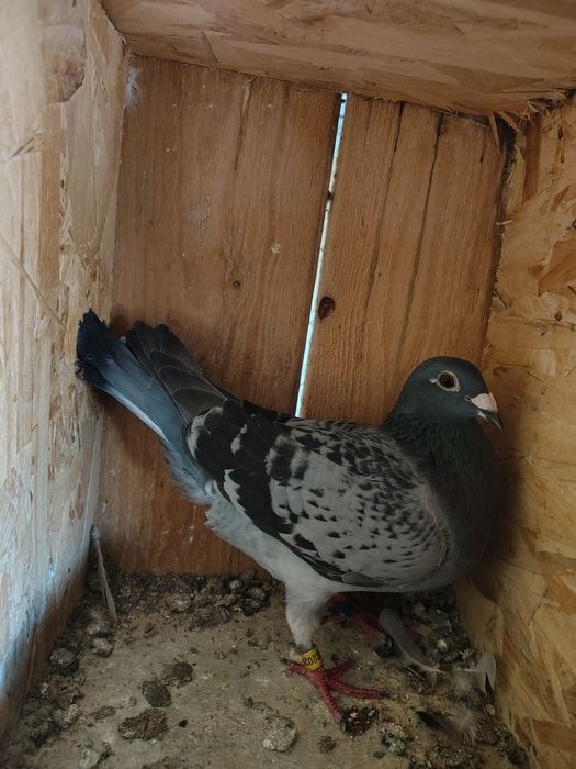 De vânzare zburătoari foarte buni la fond și maraton