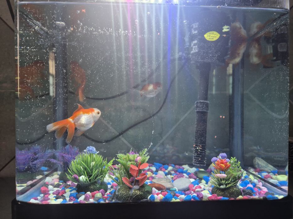 Аквариум с рыбками