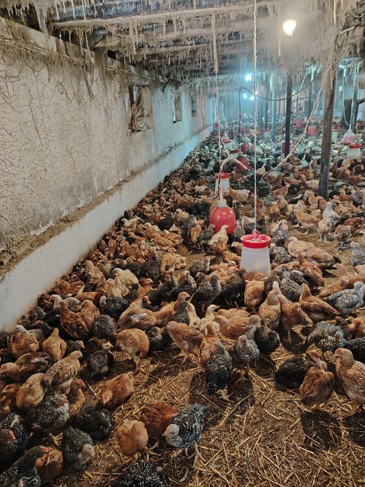 Pui albi de carne și rasa mixta