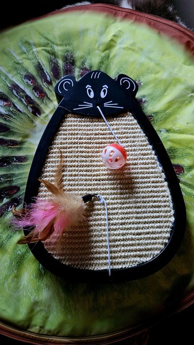 Котешки принадлежности