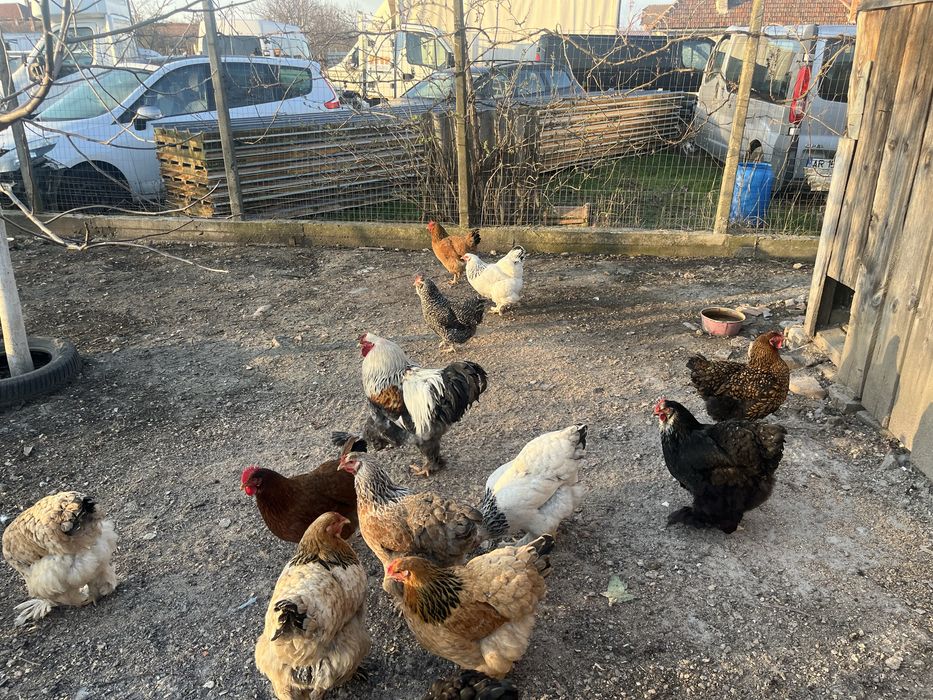 Cocos Brahma 2025 + gaini tinere 2025