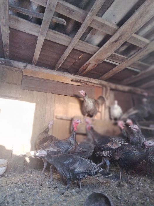 Продам Индюков живыми