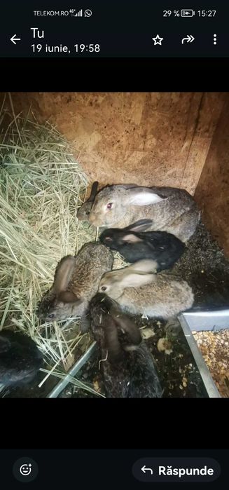 Vand iepuri uriasi germani