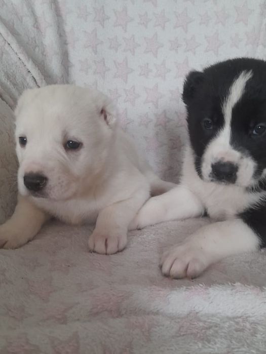 Продаются щенки САО Алабай