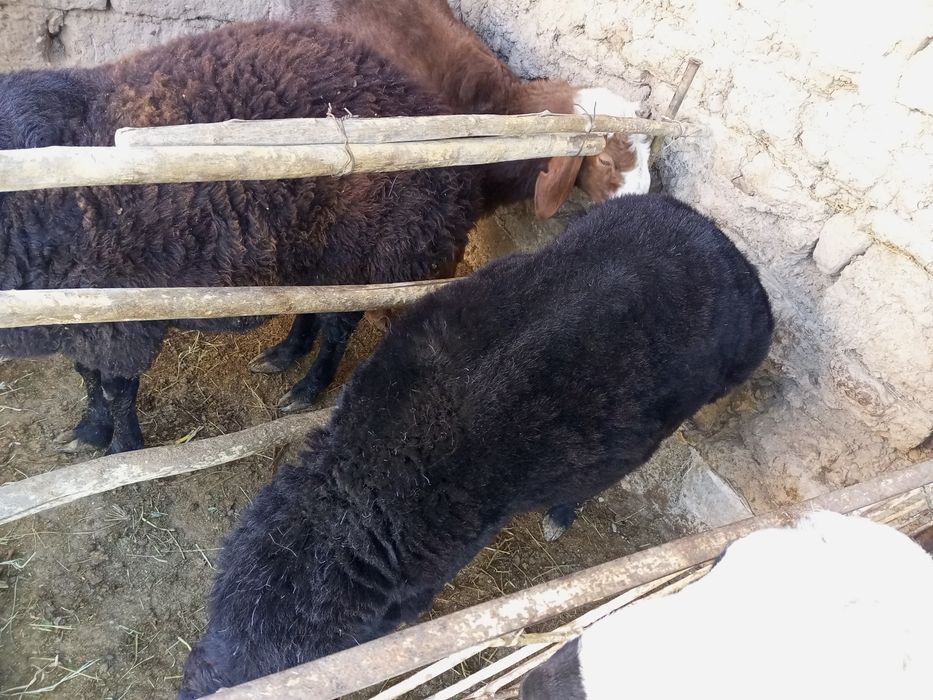 Qo'chqorlar sotiladi