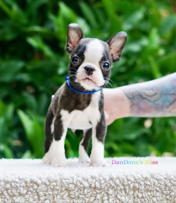 Boston terrier cu pedigree - baietel