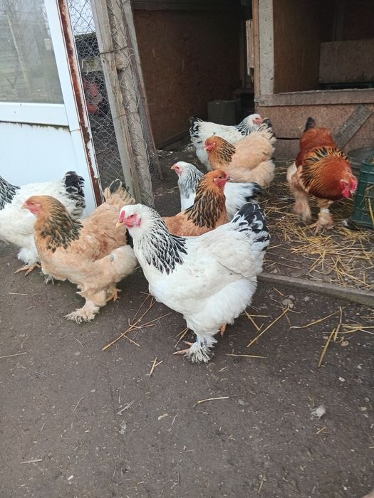 Gaini de rasa Brahma, Herminat deschis, Columbia si negru