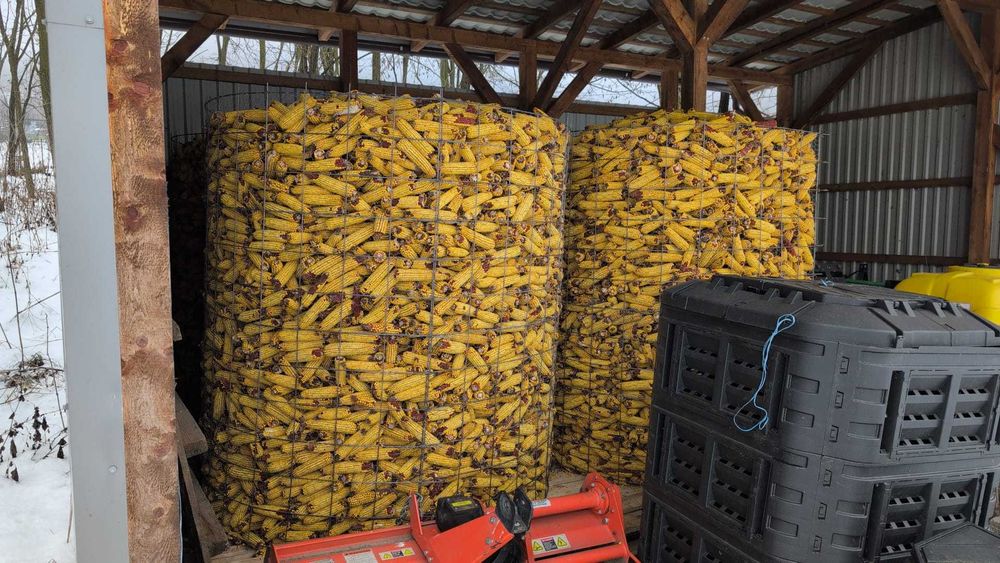 Porumb stiuleti de vanzare.