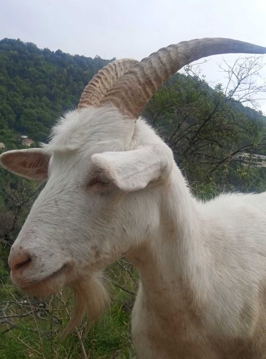 Козы зааненские молодое поголовье