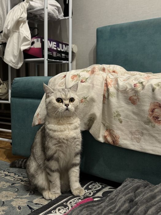 Продается кошка британская