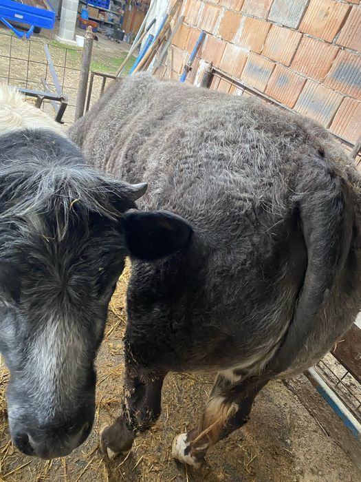 Vitei rasa albastru belgian