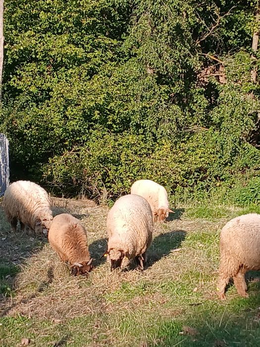 De vânzare trei oii  miori,și un berbec mior  și o mia din  primăvară