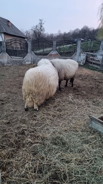 Vând berbeci pentru reproducere