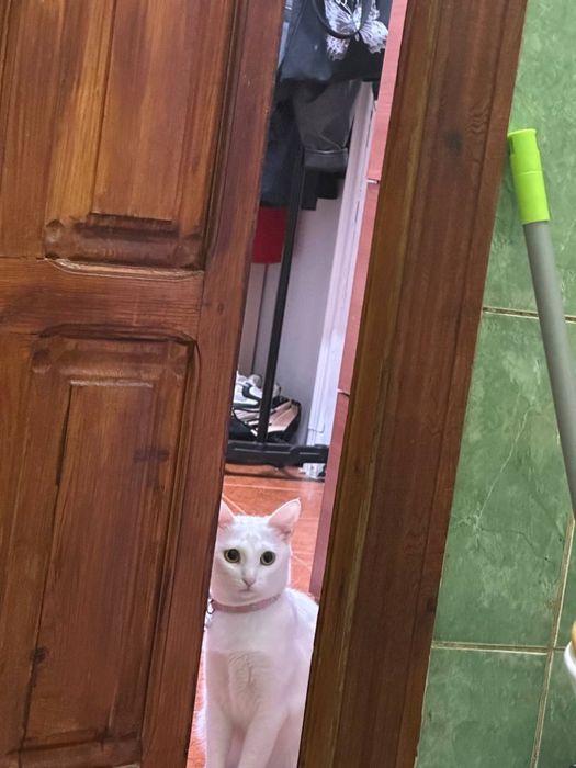 Отдам бесплатно белую кошку