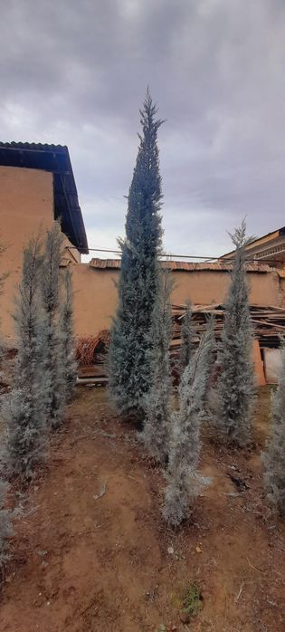 Арча. Кипарис Аризона.