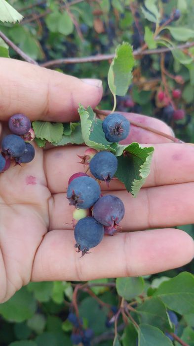 Продам иргу спелую вкусную