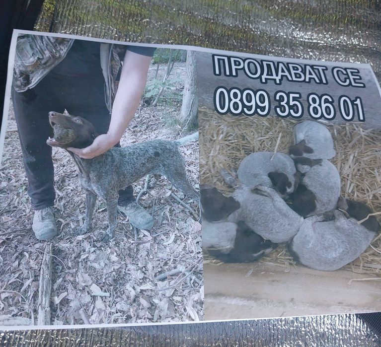 Кучета за продаване