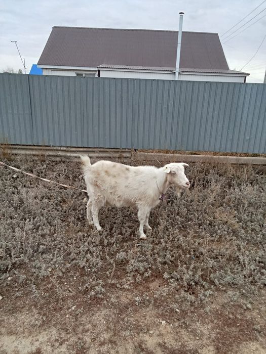 Продам козу дойную