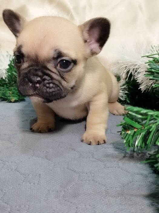 Френски булдог - бебета