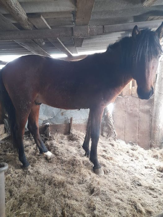 Продам лошадей .