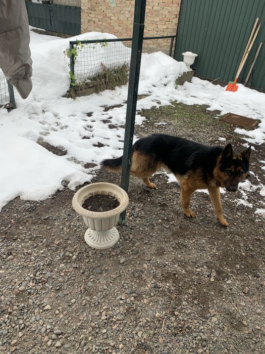 Продам овчарку в талгаре