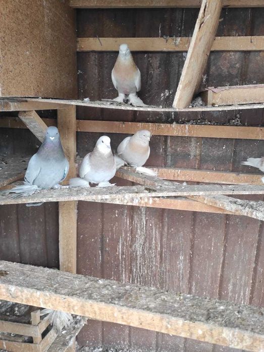 Продам хороших голубей с игрой.